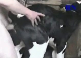 best of Anal cow